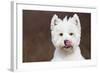 West Highland Terrier, Canterbury, Connecticut, USA-Lynn M^ Stone-Framed Photographic Print