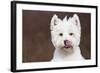 West Highland Terrier, Canterbury, Connecticut, USA-Lynn M^ Stone-Framed Photographic Print