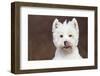 West Highland Terrier, Canterbury, Connecticut, USA-Lynn M^ Stone-Framed Photographic Print