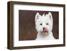 West Highland Terrier, Canterbury, Connecticut, USA-Lynn M^ Stone-Framed Photographic Print