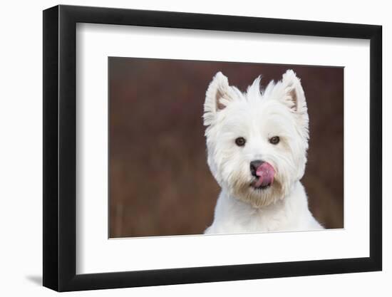 West Highland Terrier, Canterbury, Connecticut, USA-Lynn M^ Stone-Framed Photographic Print