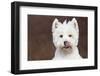 West Highland Terrier, Canterbury, Connecticut, USA-Lynn M^ Stone-Framed Photographic Print