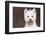 West Highland Terrier, Canterbury, Connecticut, USA-Lynn M^ Stone-Framed Photographic Print