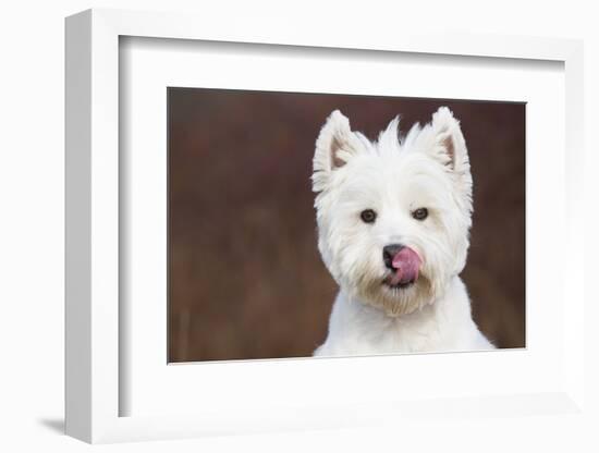 West Highland Terrier, Canterbury, Connecticut, USA-Lynn M^ Stone-Framed Photographic Print