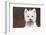 West Highland Terrier, Canterbury, Connecticut, USA-Lynn M^ Stone-Framed Photographic Print