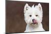 West Highland Terrier, Canterbury, Connecticut, USA-Lynn M^ Stone-Mounted Photographic Print
