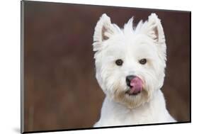 West Highland Terrier, Canterbury, Connecticut, USA-Lynn M^ Stone-Mounted Photographic Print