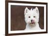 West Highland Terrier, Canterbury, Connecticut, USA-Lynn M^ Stone-Framed Photographic Print