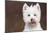 West Highland Terrier, Canterbury, Connecticut, USA-Lynn M^ Stone-Mounted Photographic Print