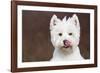 West Highland Terrier, Canterbury, Connecticut, USA-Lynn M^ Stone-Framed Photographic Print