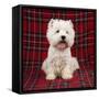 West Highland Terrier Dog Sitting on Tartan Rug-null-Framed Stretched Canvas