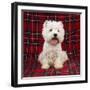 West Highland Terrier Dog Sitting on Tartan Rug-null-Framed Photographic Print