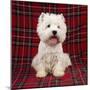 West Highland Terrier Dog Sitting on Tartan Rug-null-Mounted Photographic Print