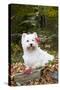 West Highland Terrier, Goshen, Connecticut, USA-Lynn M^ Stone-Stretched Canvas