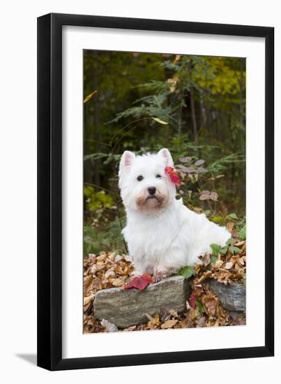 West Highland Terrier, Goshen, Connecticut, USA-Lynn M^ Stone-Framed Photographic Print