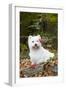 West Highland Terrier, Goshen, Connecticut, USA-Lynn M^ Stone-Framed Photographic Print