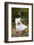 West Highland Terrier, Goshen, Connecticut, USA-Lynn M^ Stone-Framed Photographic Print