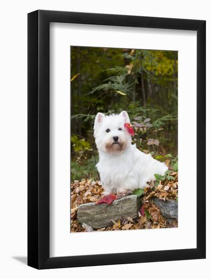 West Highland Terrier, Goshen, Connecticut, USA-Lynn M^ Stone-Framed Photographic Print