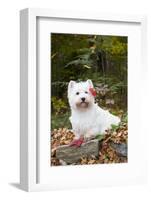 West Highland Terrier, Goshen, Connecticut, USA-Lynn M^ Stone-Framed Photographic Print