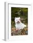 West Highland Terrier, Goshen, Connecticut, USA-Lynn M^ Stone-Framed Photographic Print