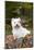 West Highland Terrier, Goshen, Connecticut, USA-Lynn M^ Stone-Mounted Photographic Print