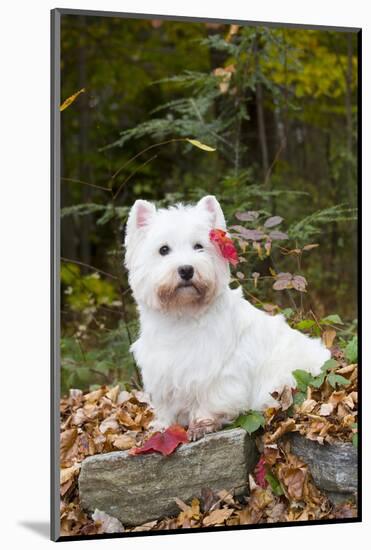 West Highland Terrier, Goshen, Connecticut, USA-Lynn M^ Stone-Mounted Photographic Print