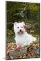 West Highland Terrier, Goshen, Connecticut, USA-Lynn M^ Stone-Mounted Photographic Print