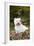 West Highland Terrier, Goshen, Connecticut, USA-Lynn M^ Stone-Framed Photographic Print