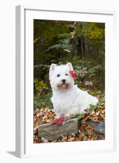 West Highland Terrier, Goshen, Connecticut, USA-Lynn M^ Stone-Framed Photographic Print