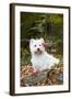 West Highland Terrier, Goshen, Connecticut, USA-Lynn M^ Stone-Framed Photographic Print