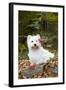 West Highland Terrier, Goshen, Connecticut, USA-Lynn M^ Stone-Framed Photographic Print