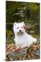 West Highland Terrier, Goshen, Connecticut, USA-Lynn M^ Stone-Mounted Photographic Print