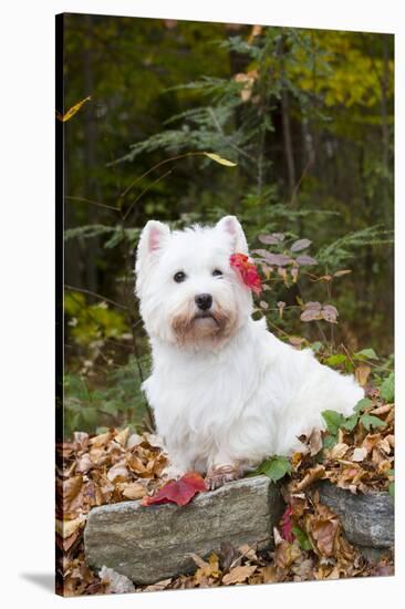 West Highland Terrier, Goshen, Connecticut, USA-Lynn M^ Stone-Stretched Canvas