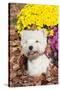 West Highland Terrier in Autumn, Veron, Connecticut, USA-Lynn M^ Stone-Stretched Canvas