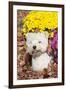 West Highland Terrier in Autumn, Veron, Connecticut, USA-Lynn M^ Stone-Framed Premium Photographic Print