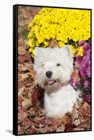 West Highland Terrier in Autumn, Veron, Connecticut, USA-Lynn M^ Stone-Framed Stretched Canvas