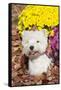 West Highland Terrier in Autumn, Veron, Connecticut, USA-Lynn M^ Stone-Framed Stretched Canvas
