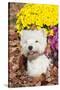 West Highland Terrier in Autumn, Veron, Connecticut, USA-Lynn M^ Stone-Stretched Canvas