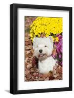 West Highland Terrier in Autumn, Veron, Connecticut, USA-Lynn M^ Stone-Framed Photographic Print