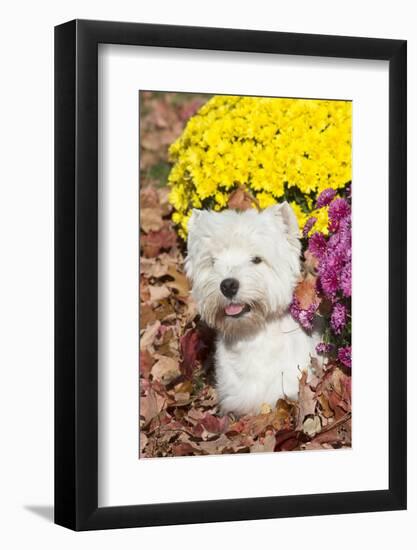 West Highland Terrier in Autumn, Veron, Connecticut, USA-Lynn M^ Stone-Framed Photographic Print