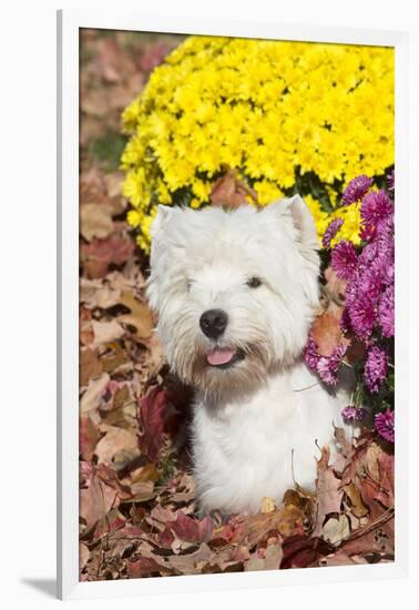 West Highland Terrier in Autumn, Veron, Connecticut, USA-Lynn M^ Stone-Framed Photographic Print