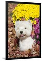 West Highland Terrier in Autumn, Veron, Connecticut, USA-Lynn M^ Stone-Framed Photographic Print