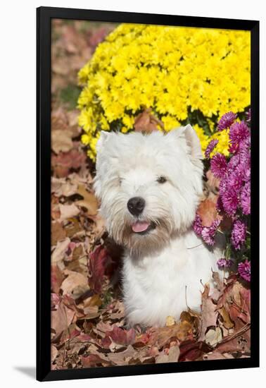 West Highland Terrier in Autumn, Veron, Connecticut, USA-Lynn M^ Stone-Framed Photographic Print