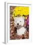 West Highland Terrier in Autumn, Veron, Connecticut, USA-Lynn M^ Stone-Framed Photographic Print