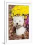 West Highland Terrier in Autumn, Veron, Connecticut, USA-Lynn M^ Stone-Framed Photographic Print