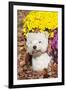 West Highland Terrier in Autumn, Veron, Connecticut, USA-Lynn M^ Stone-Framed Photographic Print