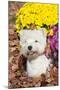 West Highland Terrier in Autumn, Veron, Connecticut, USA-Lynn M^ Stone-Mounted Photographic Print