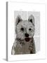 West Highland Terrier Plain-Fab Funky-Stretched Canvas