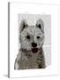 West Highland Terrier Plain-Fab Funky-Stretched Canvas