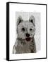 West Highland Terrier Plain-Fab Funky-Framed Stretched Canvas